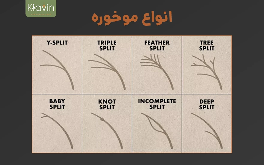 موخوره چیست و چند نوع دارد؟